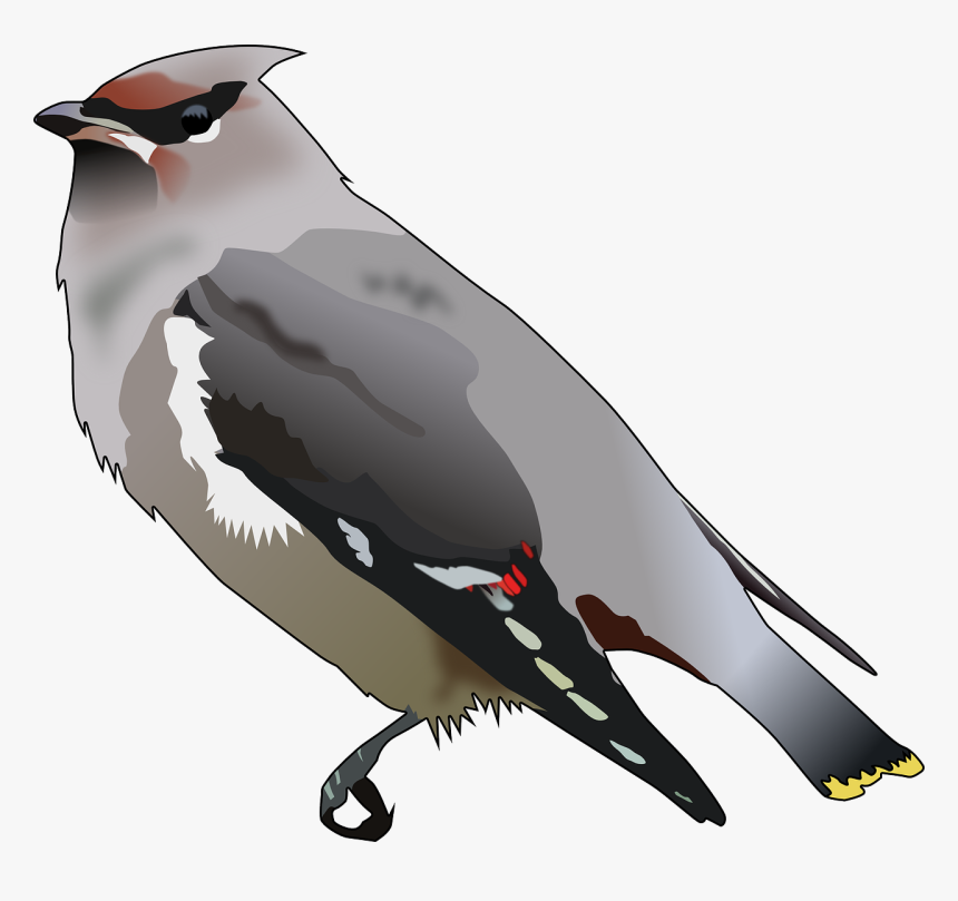 Bohemian Waxwing Svg Clip Arts, HD Png Download