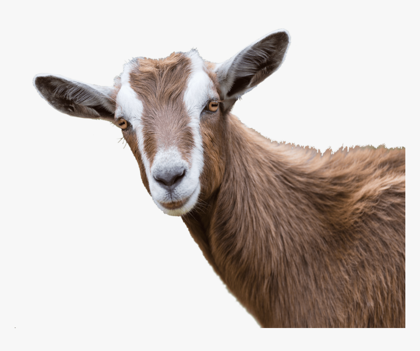 Clip Art Goat Photos, HD Png Download