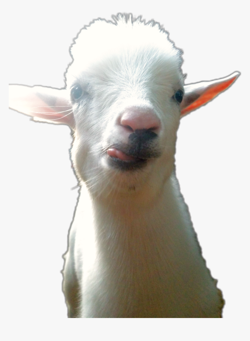 Transparent Goat Png, Png Download