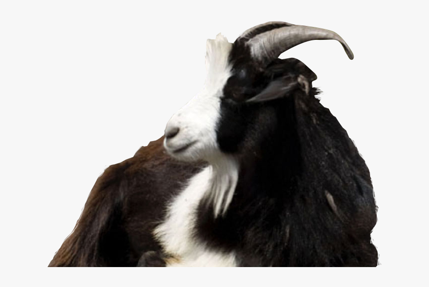 Goat.png, Transparent Png