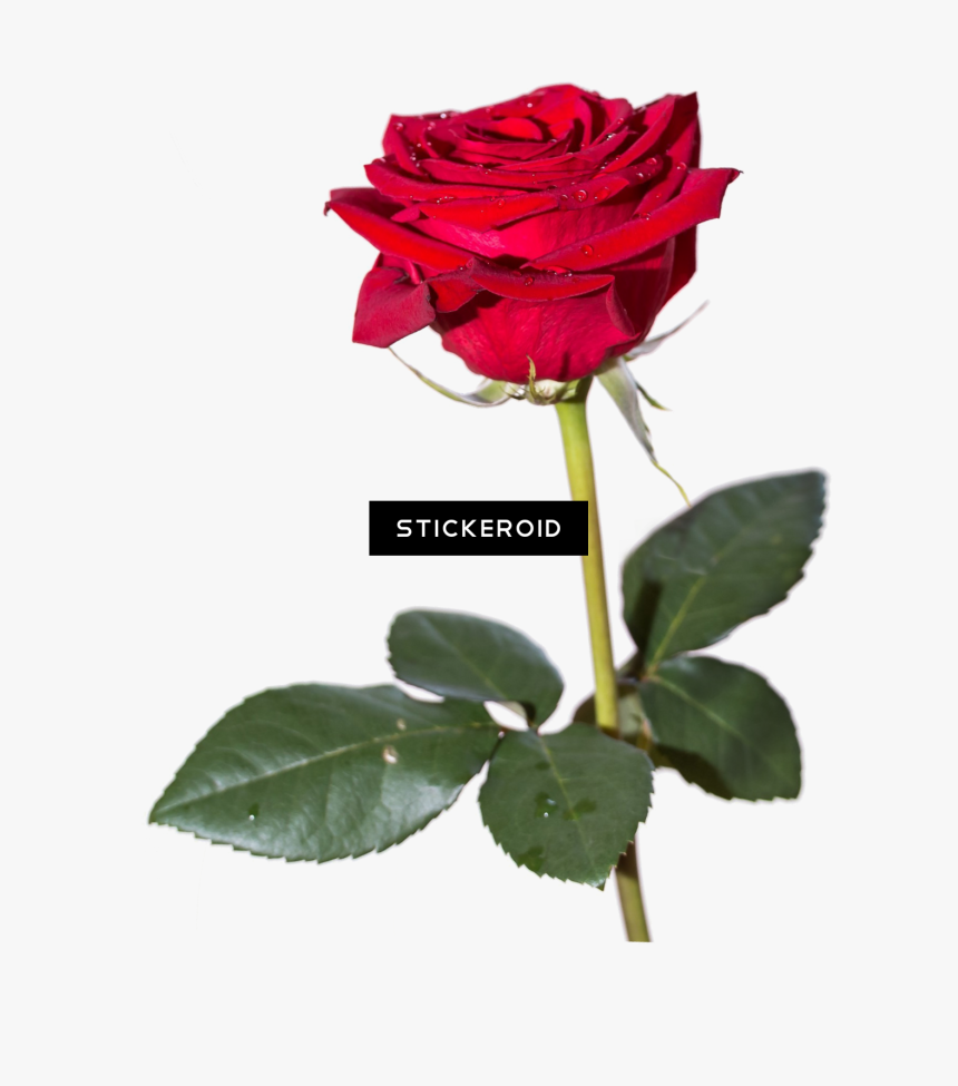 Red Rose Hd Flowers, HD Png Download