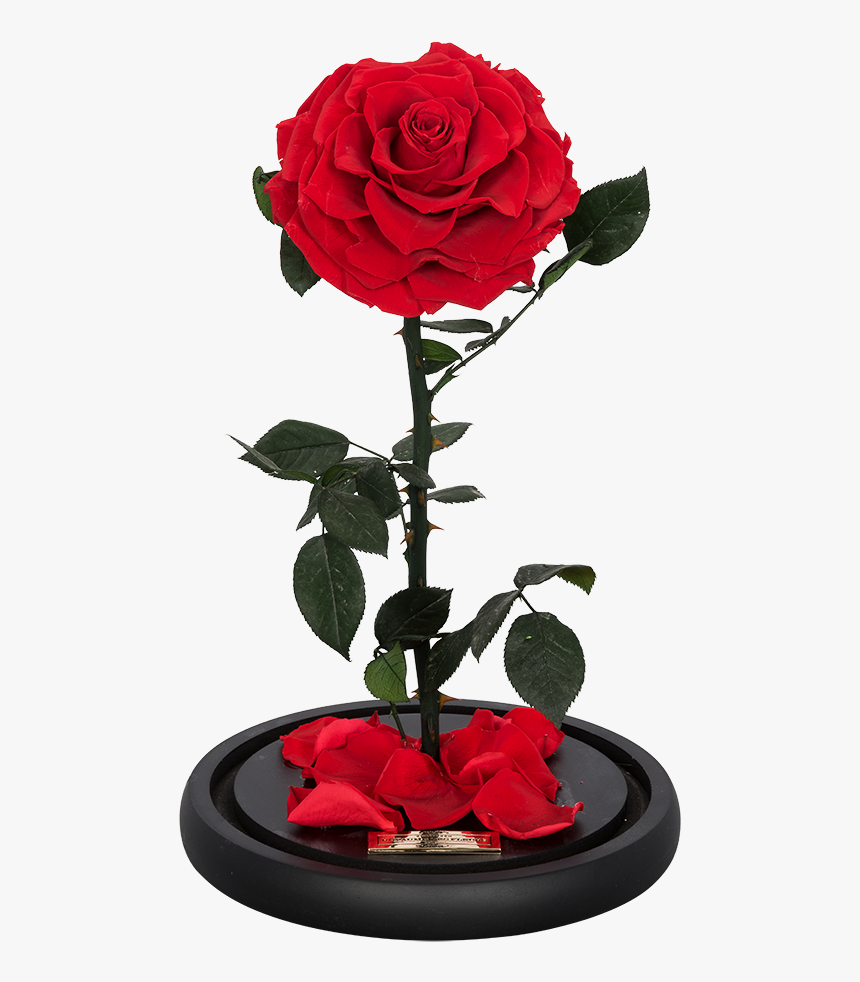La Rose Single Red, HD Png Download