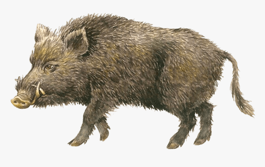 Boar Png, Transparent Png