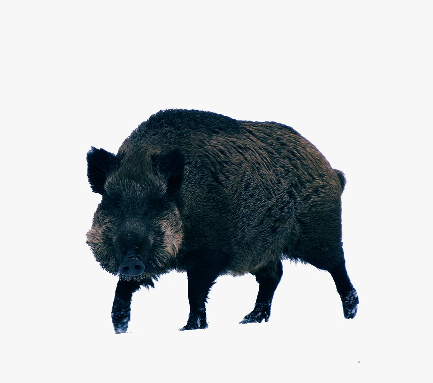 Boar Png Image Transparent Background, Png Download