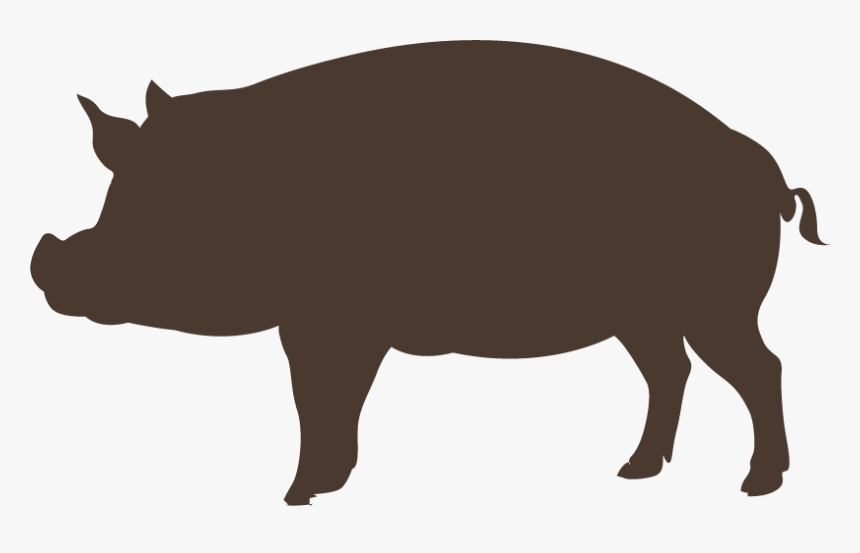 Domestic Pig Graphic Design, HD Png Download