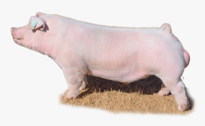 Boar Png, Transparent Png