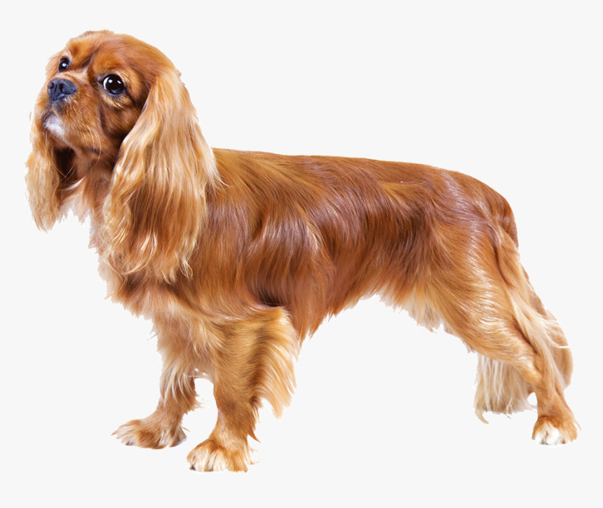 Lady And The Tramp Png, Transparent Png