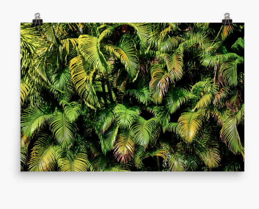 Palmas Mockup Transparent Transparent, HD Png Download