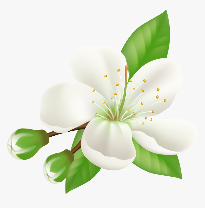 Cherry Blossom Petal Paper Pattern Blooming Clipart, HD Png Download