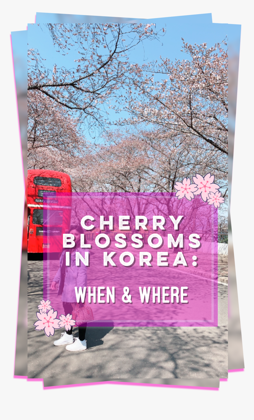Cherry Blossom Petal Png, Transparent Png