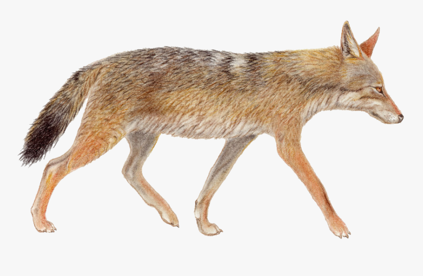 Jackal Png Image Download, Transparent Png