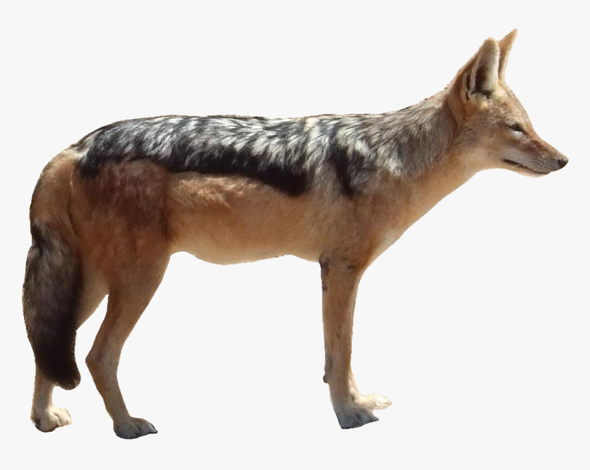 Jackal Png Free Pic, Transparent Png