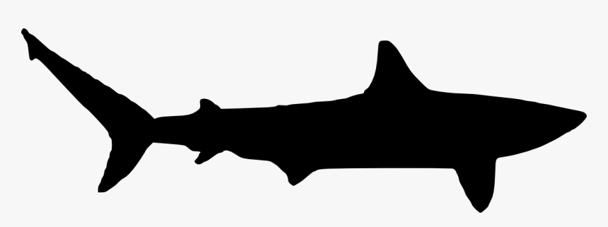 White Shark Silhouette At Getdrawings, HD Png Download