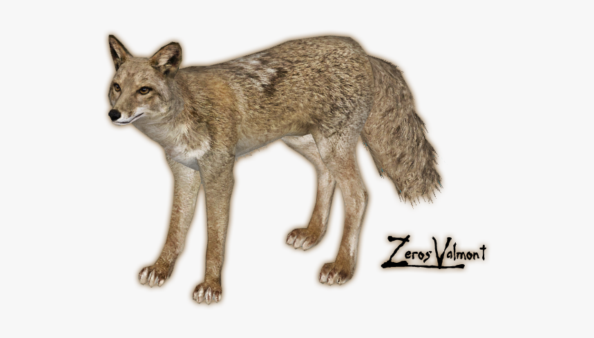 Jackal, Coyote Png, Transparent Png