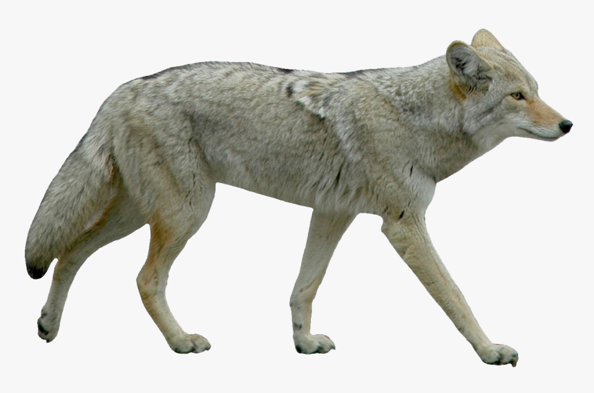 Jackal Background Coyote Transparent, HD Png Download