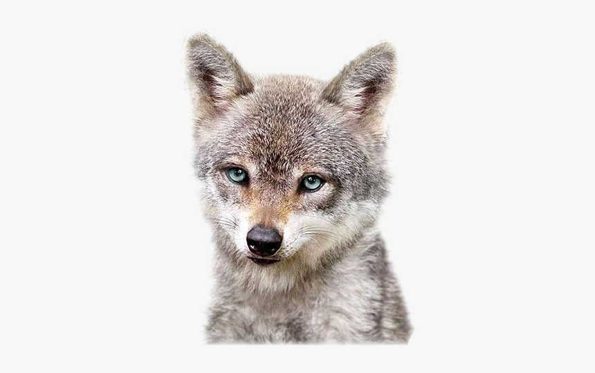 #cuteanimals #wolfs #freetoedit #freetoedit, HD Png Download