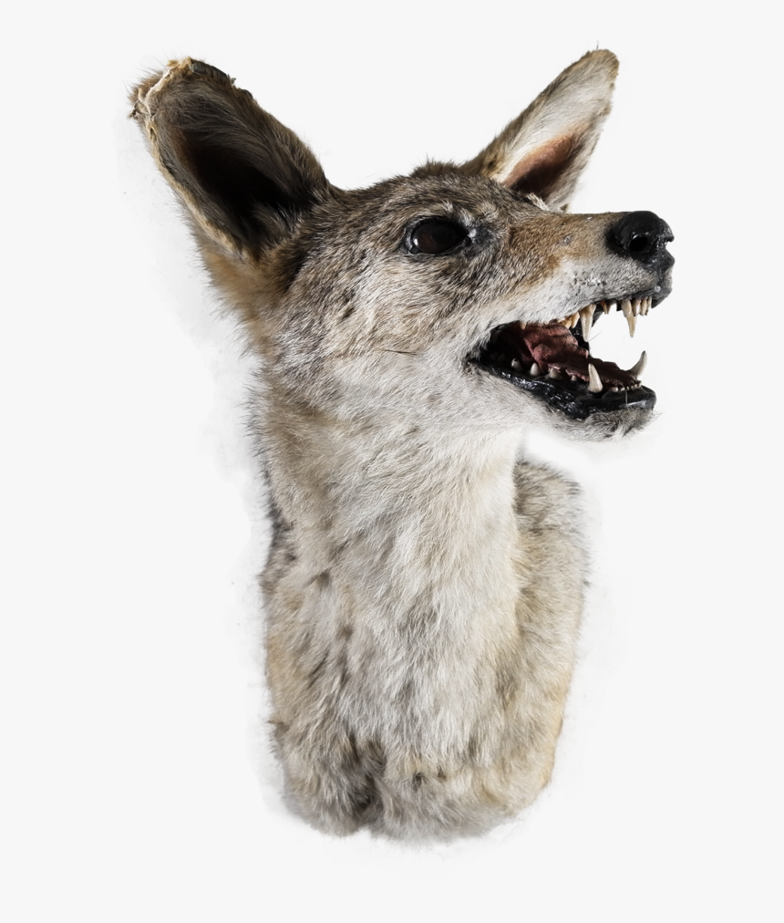 L1002664, HD Png Download