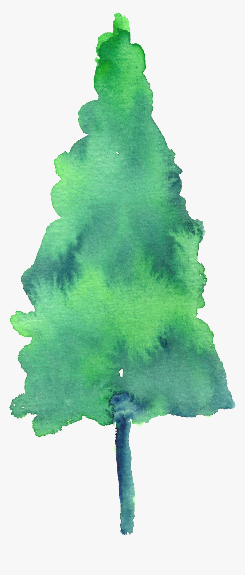 Painted Watercolor Pine Tree Decoration Vector, HD Png Download