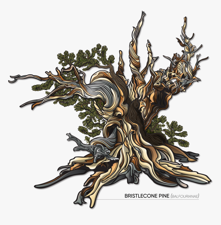 Pine Tree Vector Png, Transparent Png