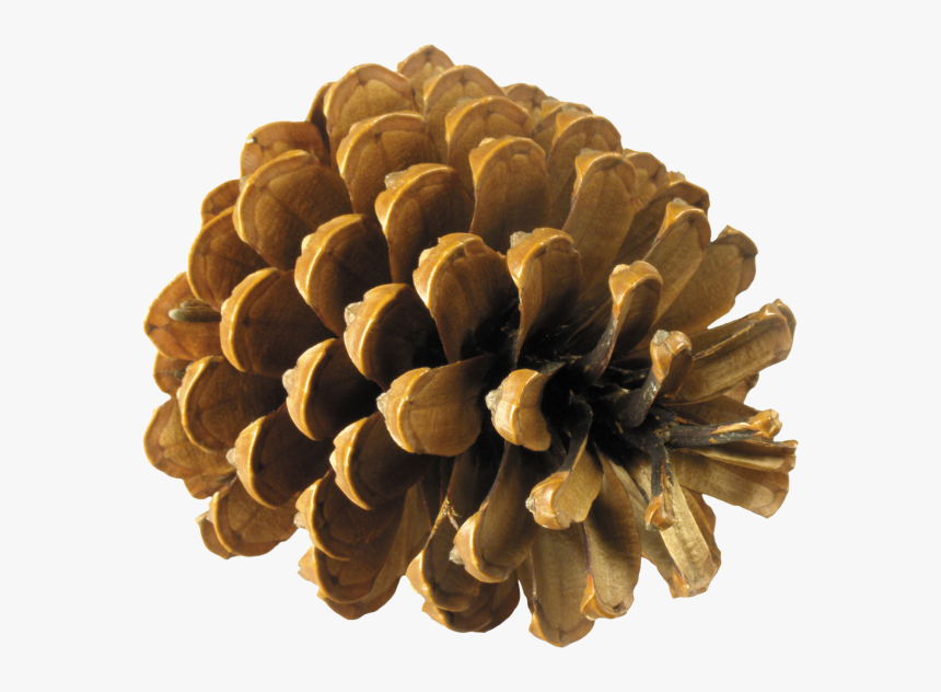 Pine Tree Cone Png, Transparent Png