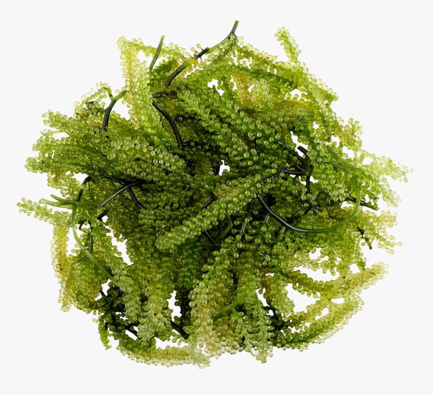 Green Cavier, HD Png Download