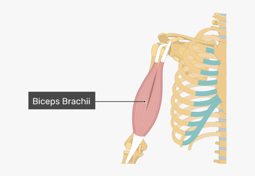 An Image Showing The Biceps Brachii Muscle Alone, HD Png Download