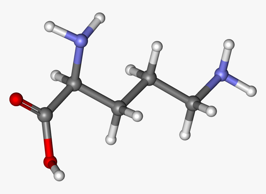 Ornithine Ball And Stick, HD Png Download