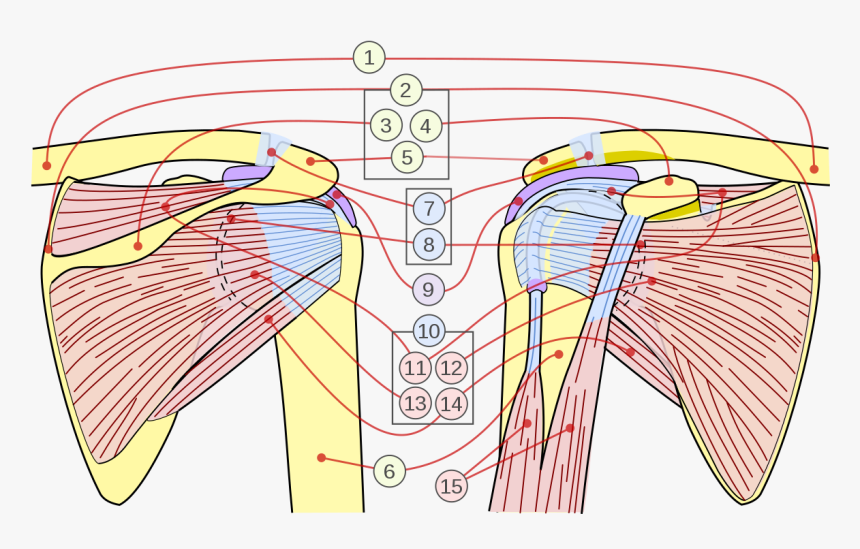 Flexing Arm Png, Transparent Png