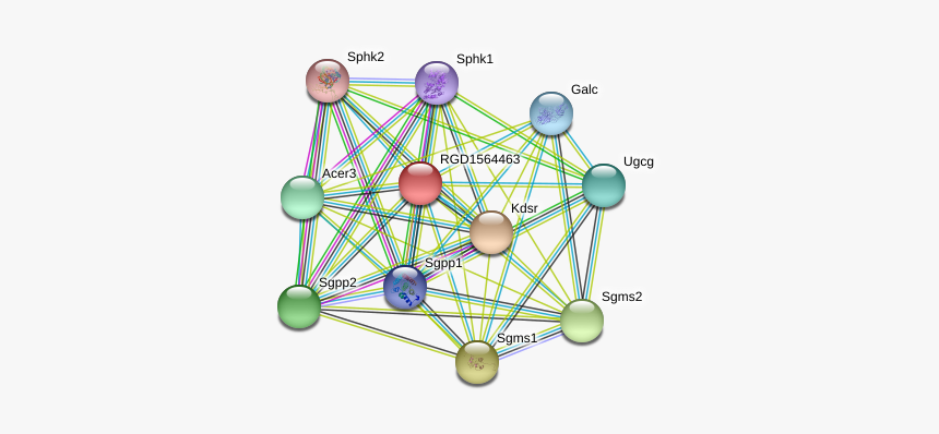Rgd1564463 Protein, HD Png Download