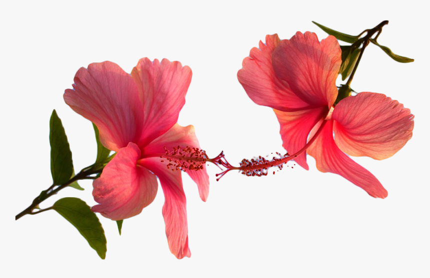 Hibiscus Plant Png, Transparent Png