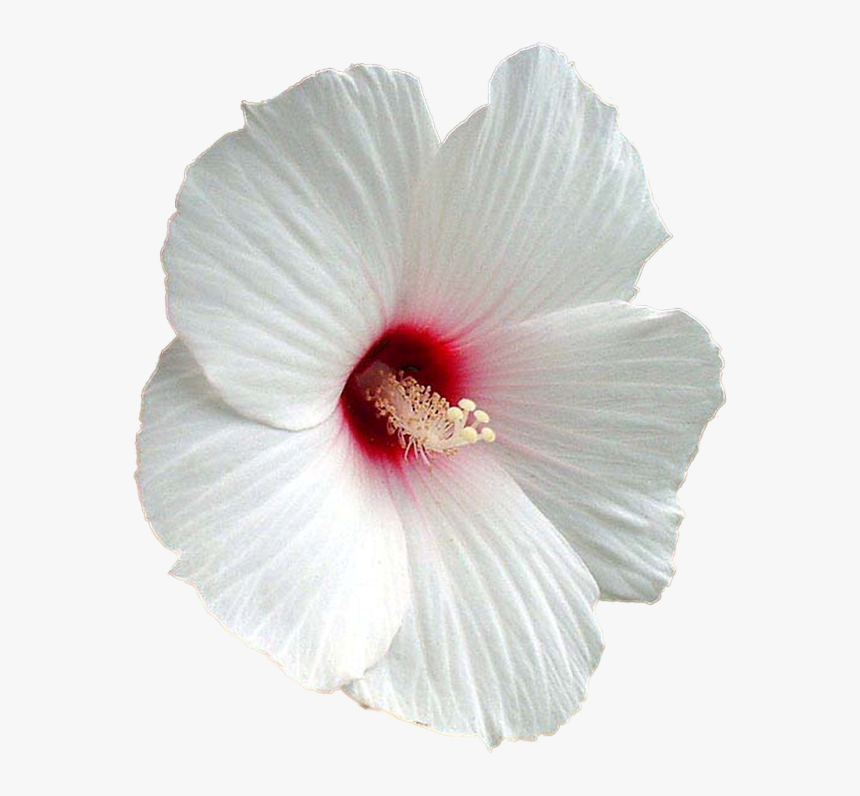Flower Shoeblackplant Mallows Clip, HD Png Download