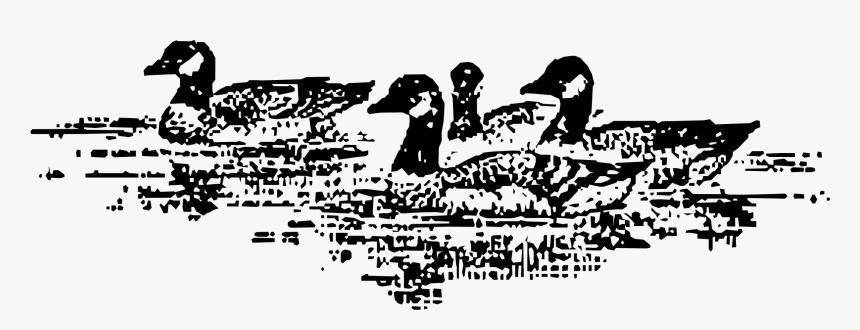 Aleutian Geese Swimming, HD Png Download