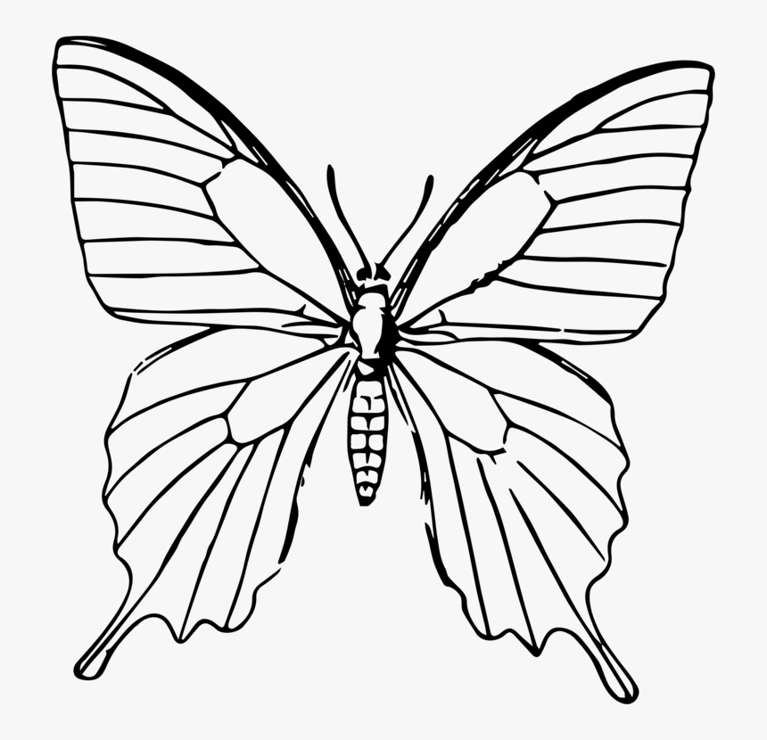Transparent Butterfly Clipart Png Black And White, Png Download