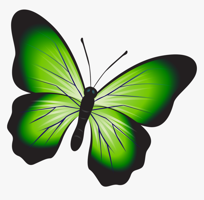 Butterfly Colorful Green Free Photo, HD Png Download