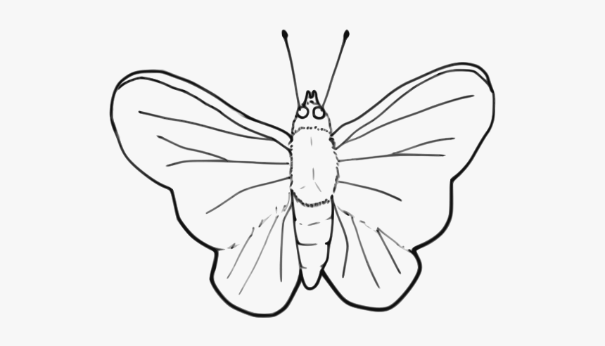 Free Butterfly, HD Png Download