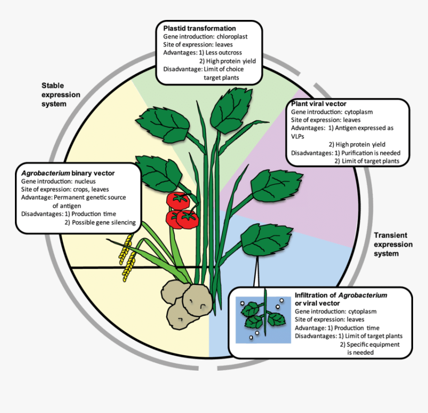Plant Vector Png, Transparent Png