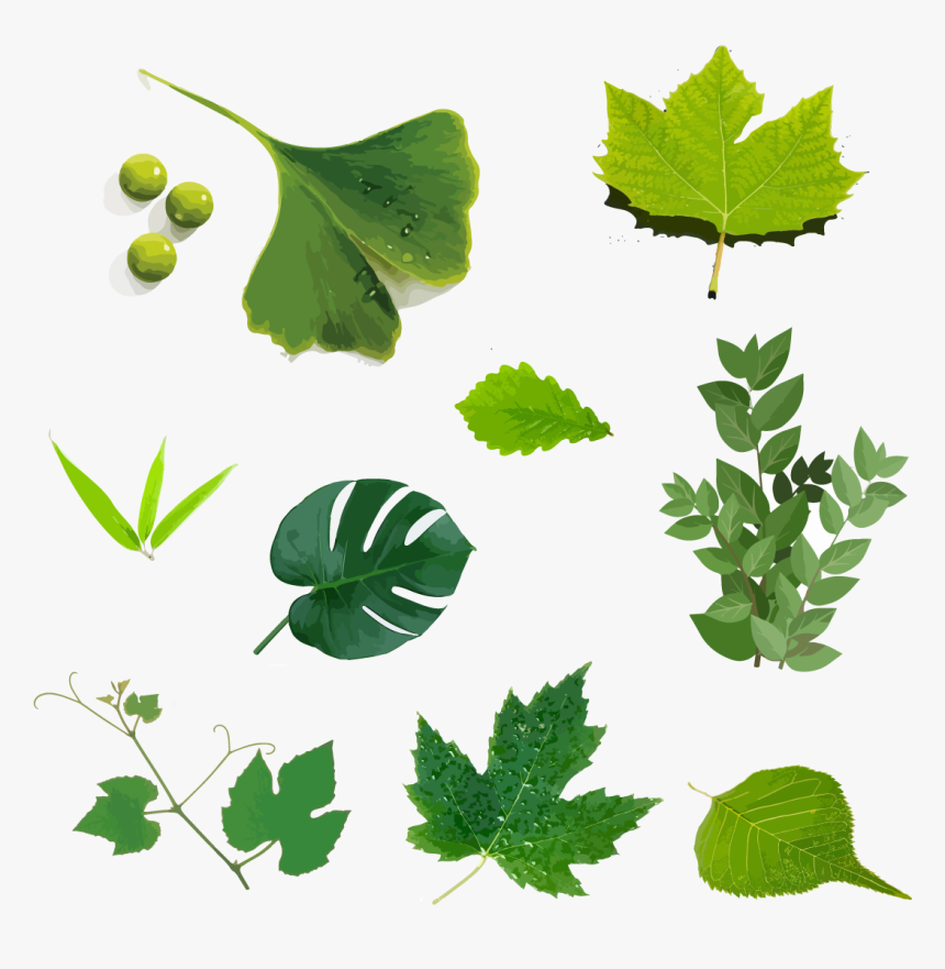 Hand Drawn Illustration, Green Leaf, Plant Vector, HD Png Download