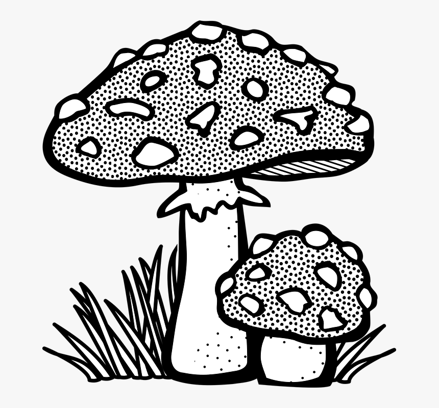 Plant Vector Png, Transparent Png