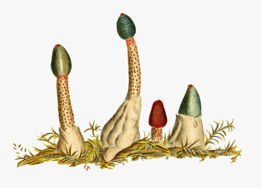 Hand Painted Ground Flower Buds Transparent Plant Vector, HD Png Download