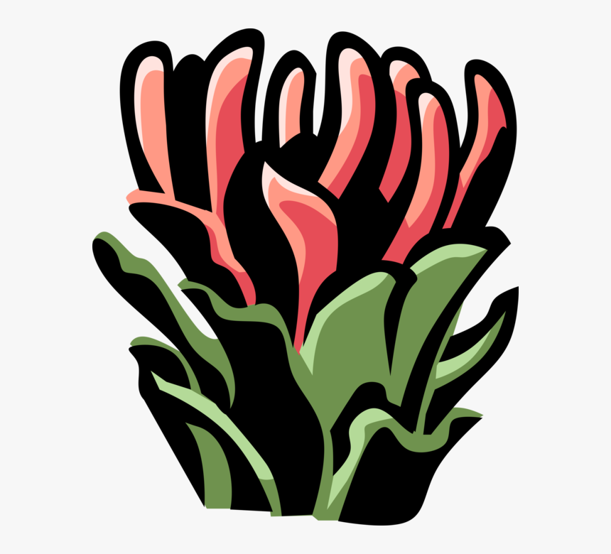 Vector Illustration Of Protea Botanical Horticulture, HD Png Download