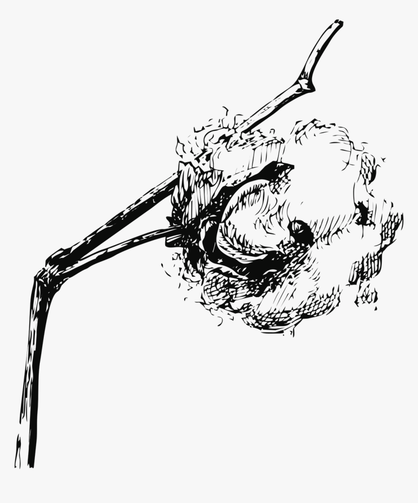 Cotton Cotton Field Plant Free Photo, HD Png Download