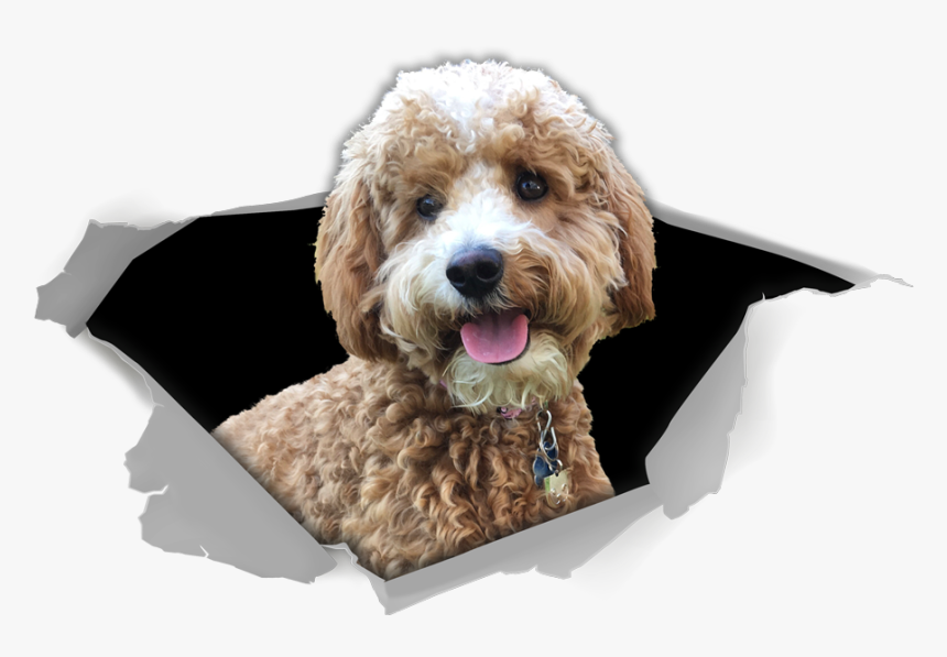 Star Doodle Png, Transparent Png