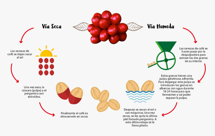 Proceso, HD Png Download
