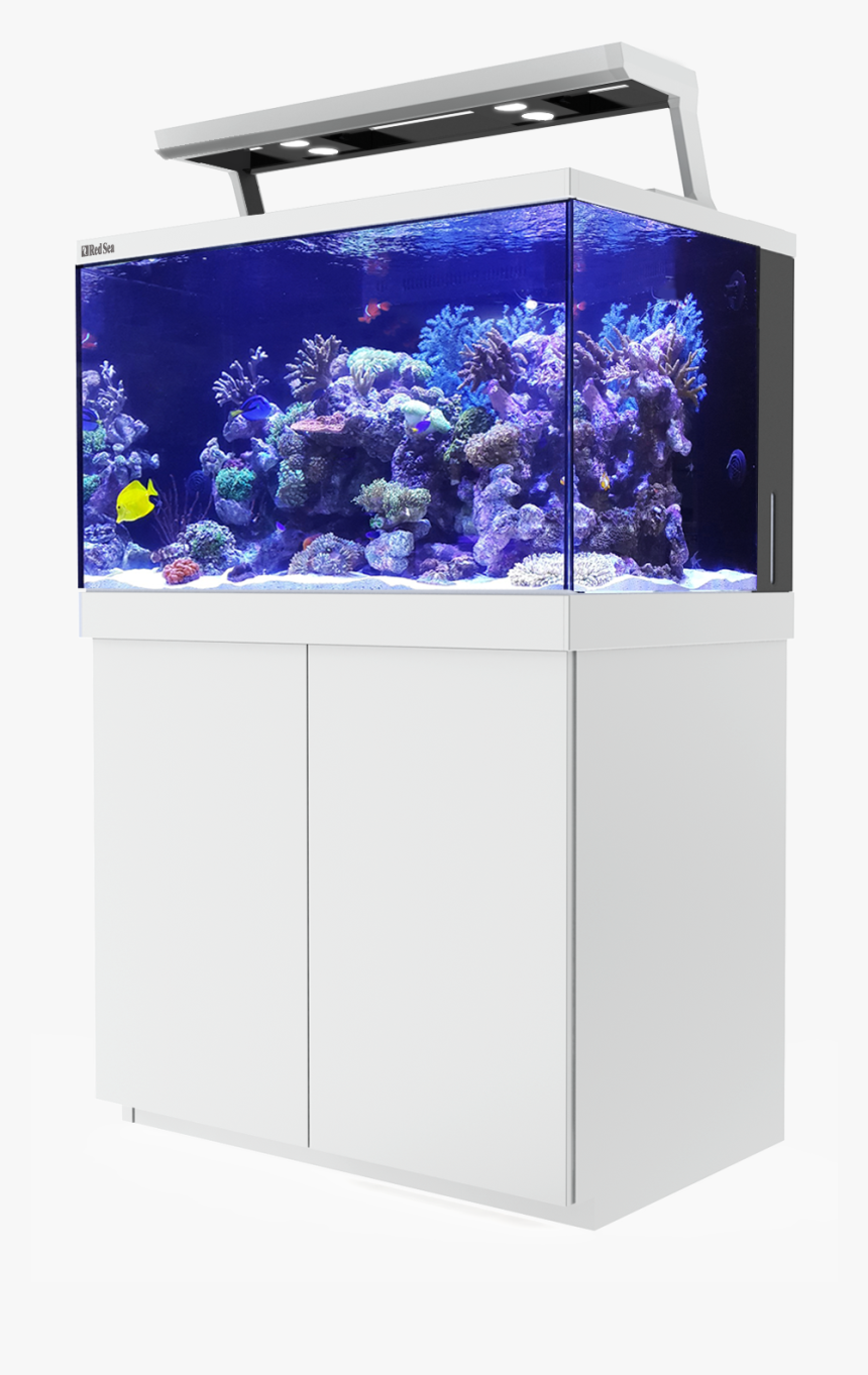 Transparent Piping Aquarium, HD Png Download