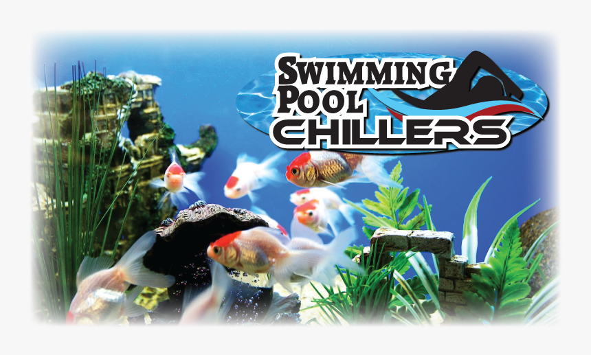 Swimming Transparent Aquarium, HD Png Download