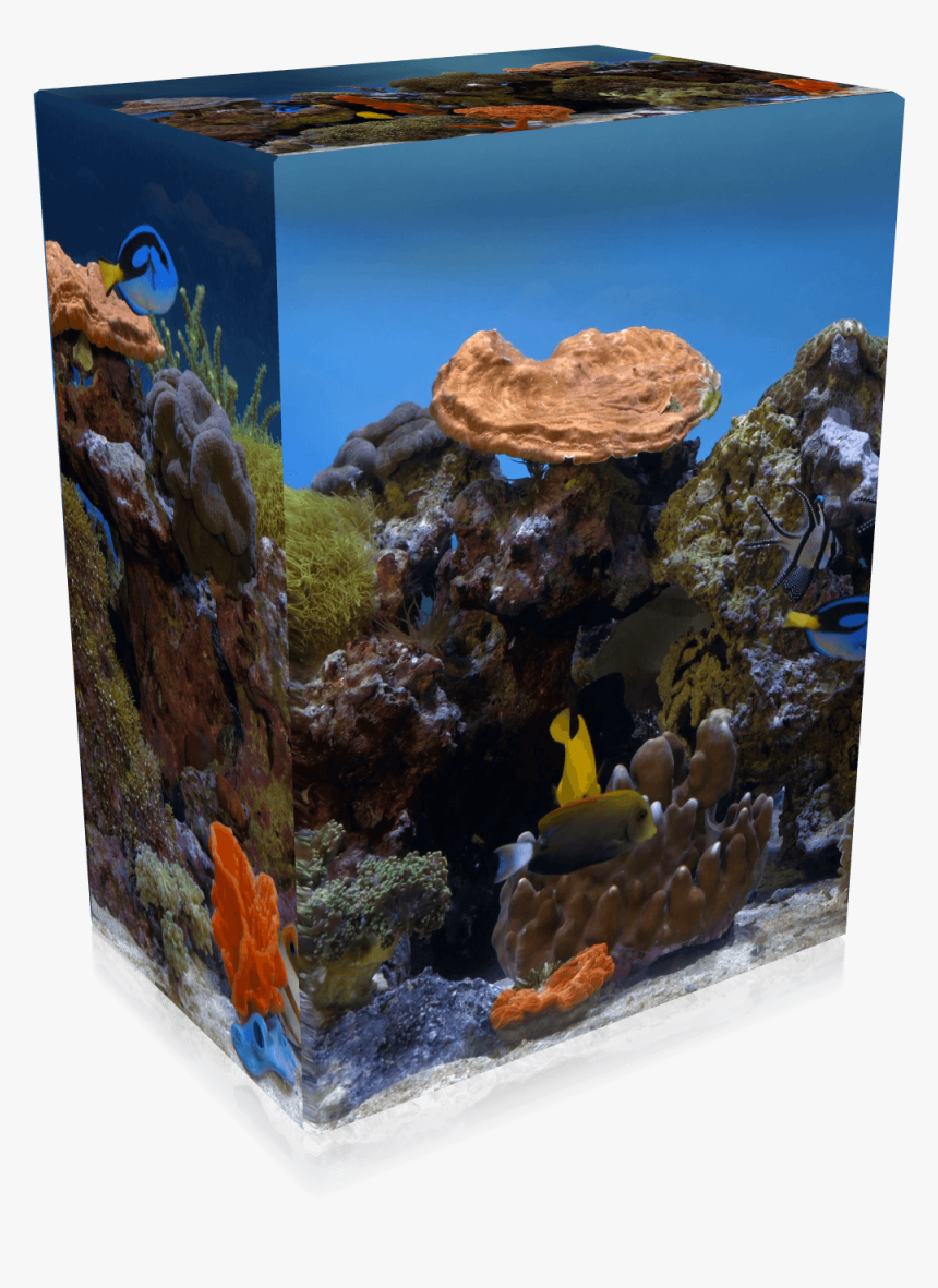 4k Uhd Aquarium Hevc File Collection, HD Png Download