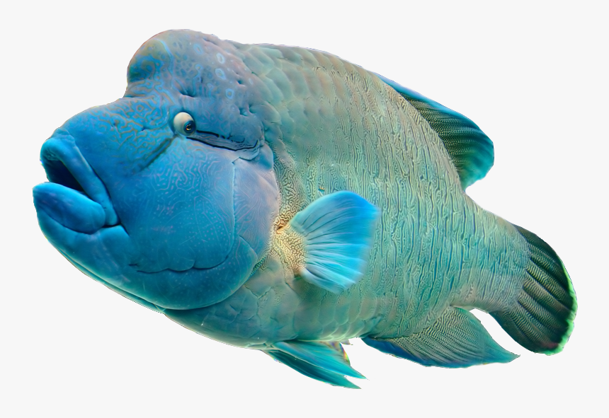 The Aquarium, HD Png Download