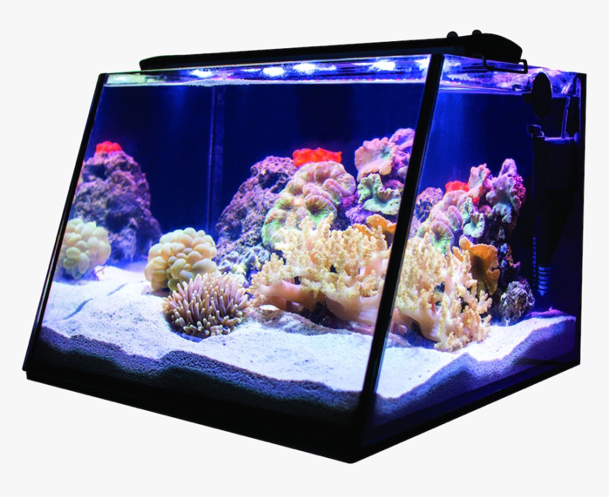 Lifegard Aquatics Full View Aquarium Reef, HD Png Download