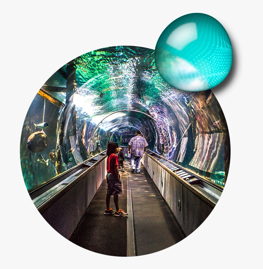 Aquarium Png, Transparent Png