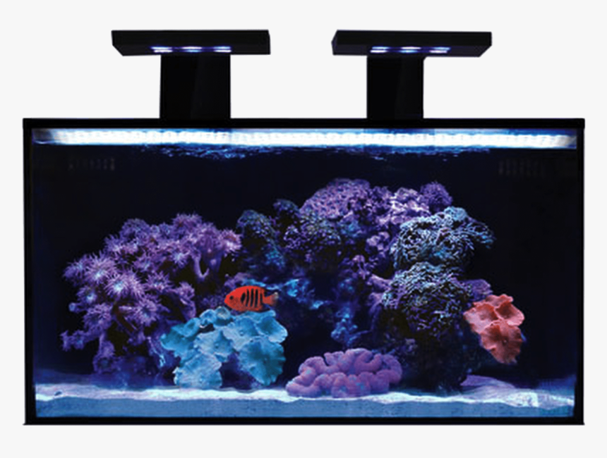 Rimless Aquarium Nuvo Fusion 20 Nano All In One Aquarium, HD Png Download